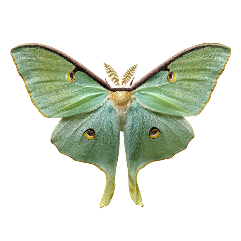Luna Moth Fabric Panel 1