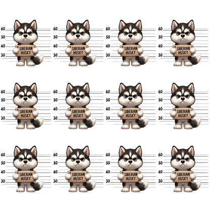 Twelve cartoon Siberian Huskies in a police lineup style, each holding a Siberian Husky sign, with height markings in the background.