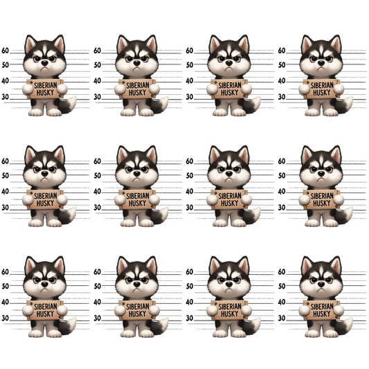 Twelve cartoon Siberian Huskies in a police lineup style, each holding a Siberian Husky sign, with height markings in the background.