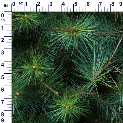 ruler-scale (auto)