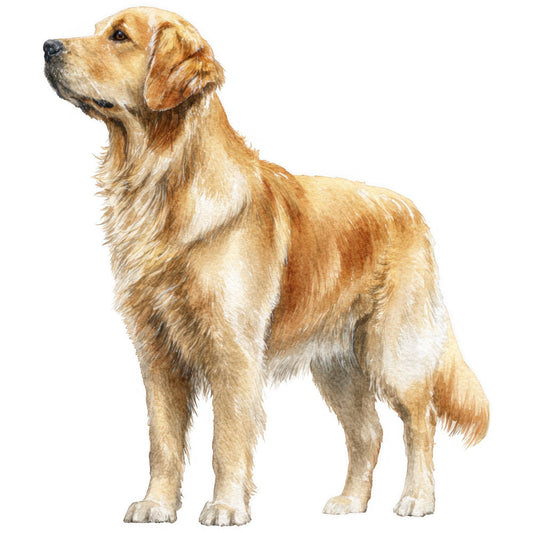 Golden Retriever Fabric Panel 27
