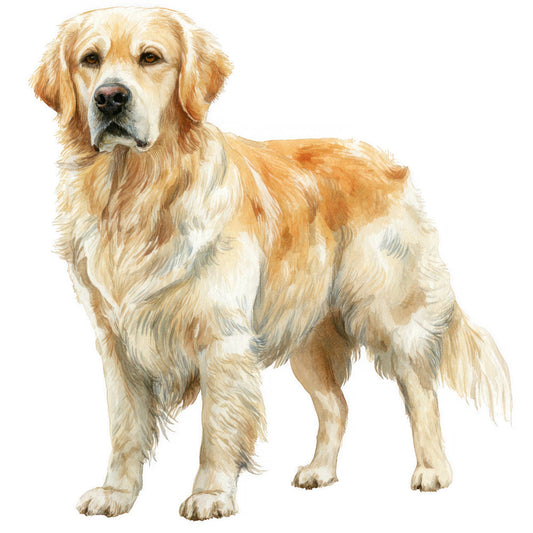 Golden Retriever Fabric Panel 7